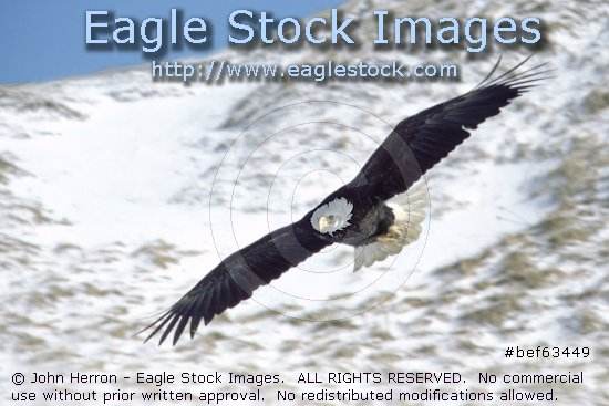 [bef63449]  Soaring Bald Eagle photo.  Eagle in-flight.